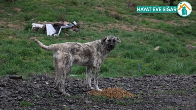 Sokağa çıkma kısıtlamasında hayvanlar unutulmadı