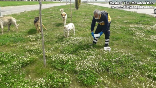 Sokak hayvanları beslenildi
