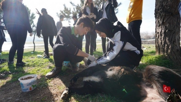 'Sokak hayvanları beslenme noktalarında beslenmeli'