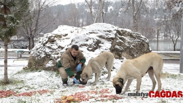 Sokak hayvanları için doğaya yiyecek bırakıldı