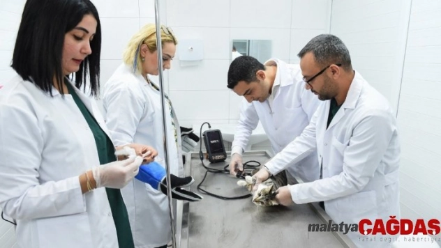 Sokak hayvanları kısırlaştırılıyor