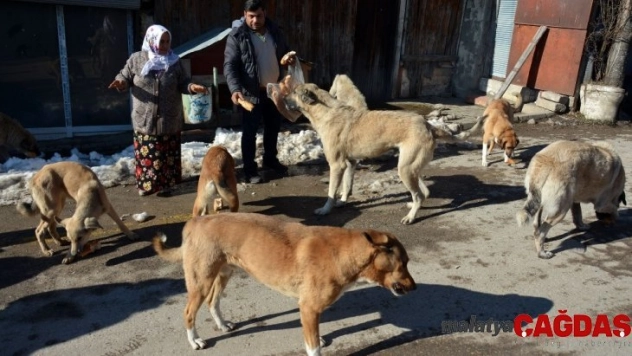 Sokak hayvanlarına her gün ekmek ve yem veriyorlar