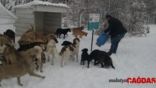 Sokak hayvanlarına yiyecek bırakıldı