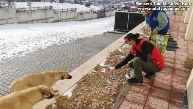 Sokak hayvanlarına yiyecek desteği