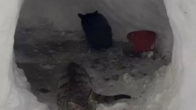 Sokak kedileri için kardan ev yaptılar