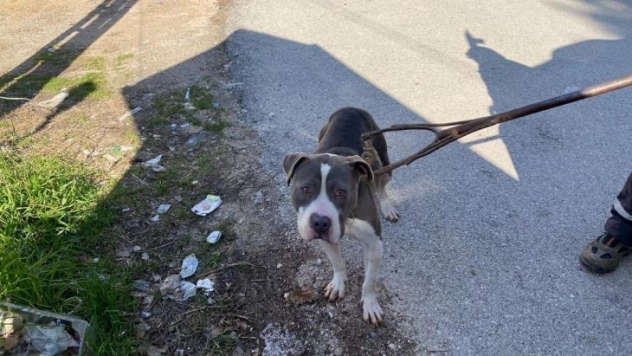 Sokak köpeklerini yaralayan pitbull yakalanarak barınağa götürüldü