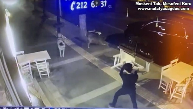 Sokak köpeklerinin gençlere saldırısı kamerada