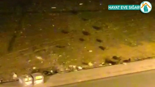 Sokakları boş bulan domuz sürüsü kent merkezine indi