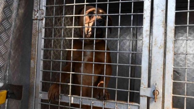 Sokakta büyük tehlike, sahipleri Pitbulları sokağa terk etmeye başladı