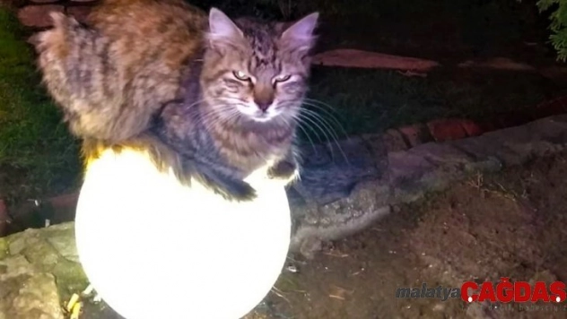 Sokakta üşüyen kedi ısınmak için bu yolu seçti