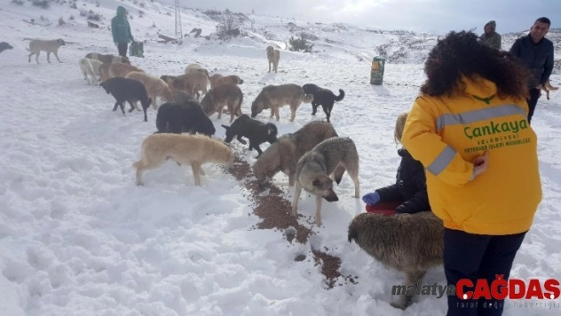 Sokaktaki canlılara mama desteği