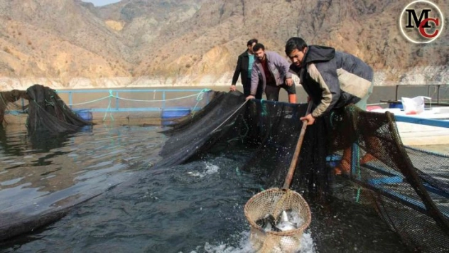 Somon balığı üretiminde Norveç'e rakip oldu