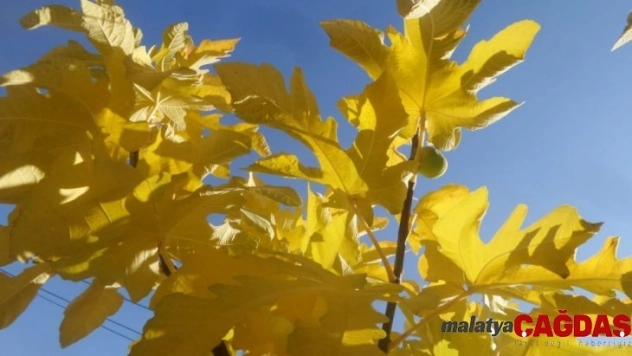 Sonbaharda incir ve armut ağacı meyve verdi