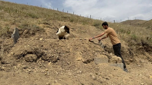 Sonsuz Vefa: Köpeğin 10 Gündür Süren Mezar Nöbeti