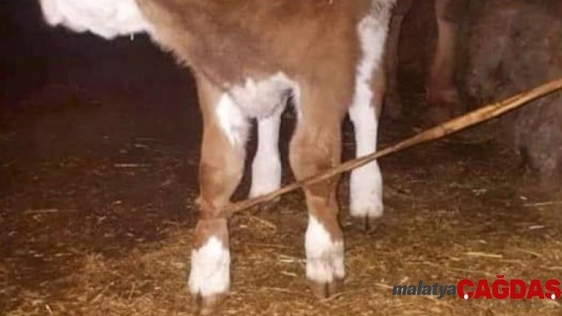 Sosyal medyada gündem olan esrarengiz fotoğraf