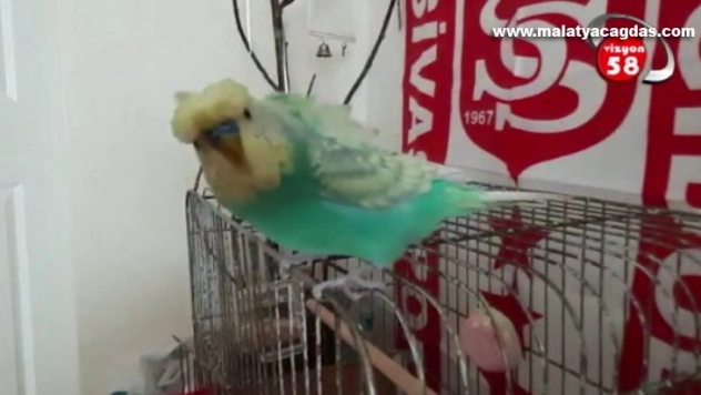 Spor programının açılışını muhabbet kuşu yaptı!