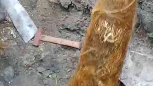 Su borusundan çıkan kök görenleri şaşırttı