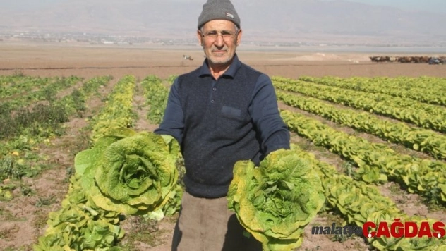 Su çekildi, nehir kenarında tarım başladı