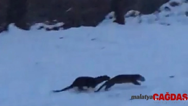 Su samurlarının kavgası kameraya yansıdı