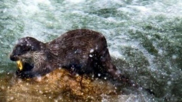 Su samuru ailesi yiyecek ararken objektiflere yakalandı