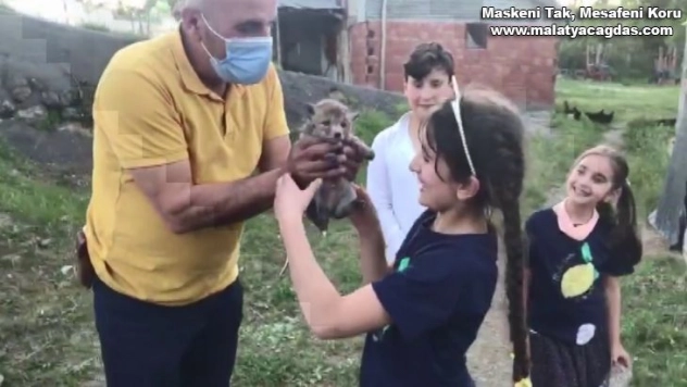 Sulama havuzunda mahsur kalan yavru tilkiler kurtarıldı