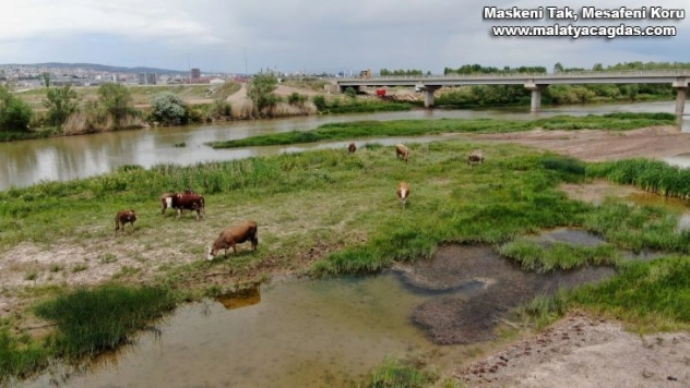 Sular çekildi, hayvanlara otlak oldu