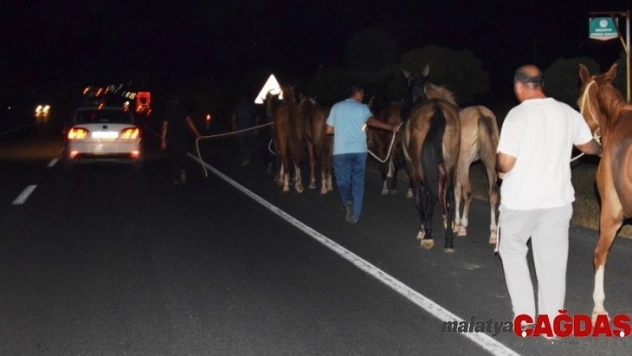 Sultansuyu Harası'ndan kaçan tayların tamamı bulundu