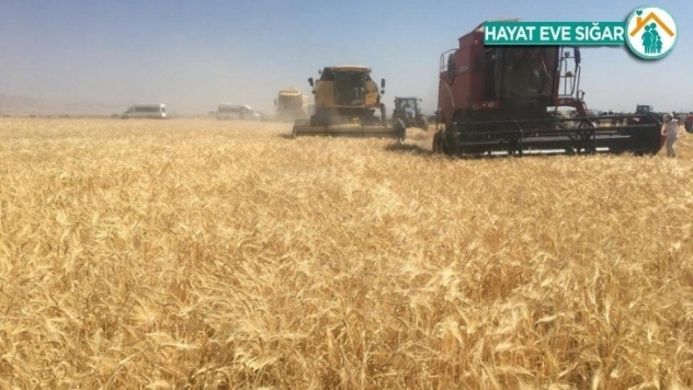 TİGEM'de hasat mevsimi