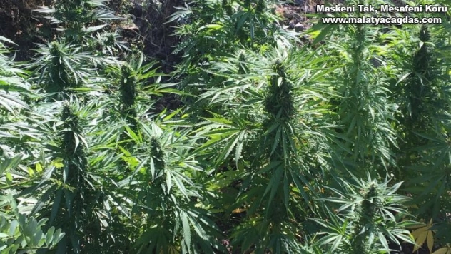 Evinde Bin 850 kök hint keneviri çıktı