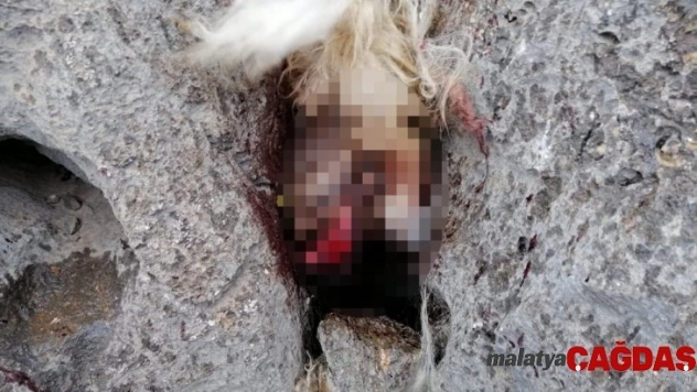 Sürüden ayrılan koyunları kurt kaptı