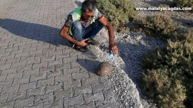 Susuzluktan bitkin düşen kaplumbağaya eliyle su içirdi