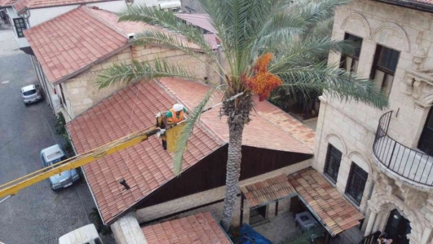 Tarihi 'Hurmalı Konak'ta hurma hasadı