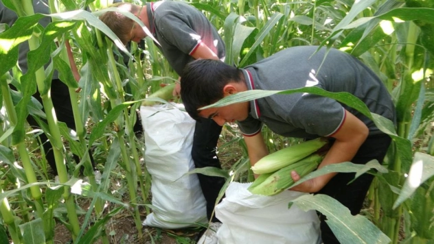 Tarım Lisesi Öğrencileri silajlık mısır hasadına başladı