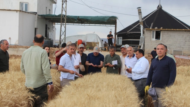 'Tarla Günü' etkinliğinde kuraklığa dayanıklı buğday tanıtıldı
