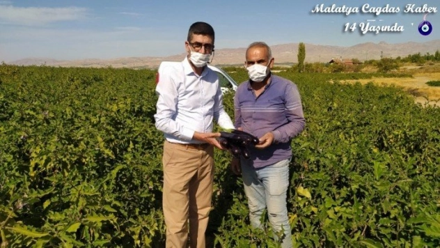 Tarladan sofralara doğal ve ucuz sebze