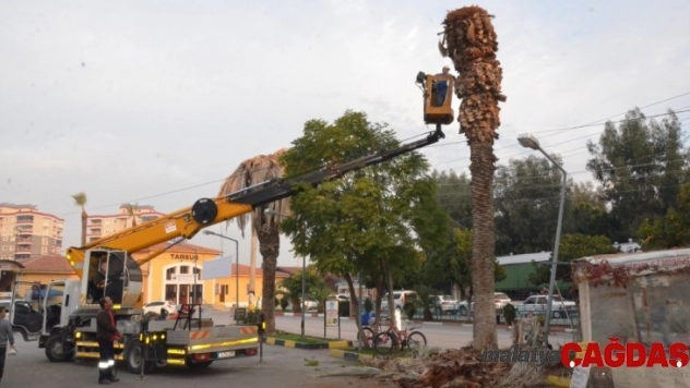 Tarsus'ta kırmızı palmiye böceği mücadelesi