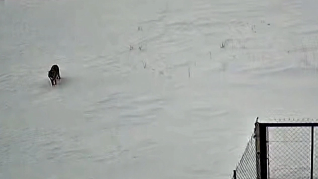 Tatvan'da kurt görüntülendi