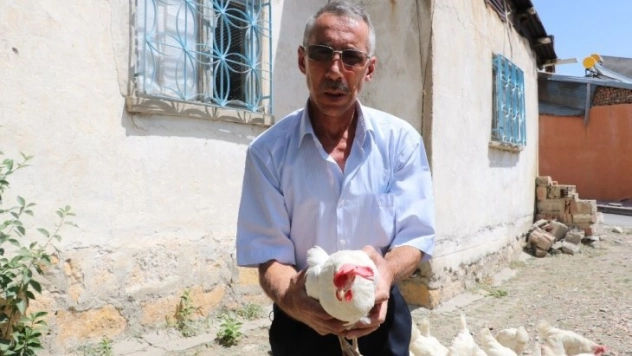 Tavukları için kiraladığı evi kümese dönüştürdü