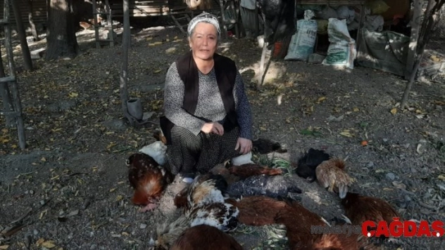 Tavukları zehirlenen kadın gözyaşlarına boğuldu
