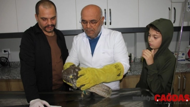 Tedavi edilen doğan doğaya salındı