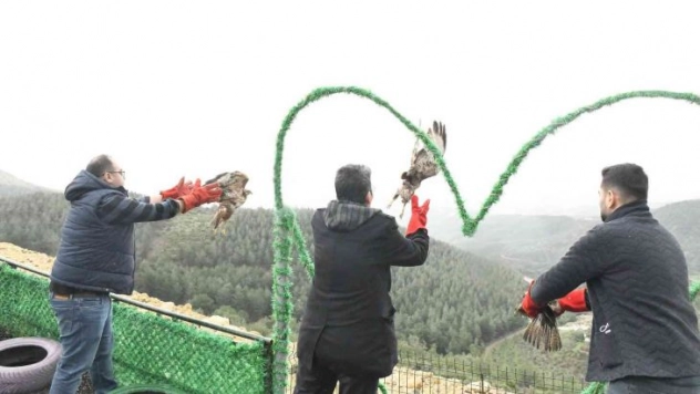 Tedavileri tamamlanan 3 adet kızıl Şahin, Belen'de özgürlüğüne kavuştu