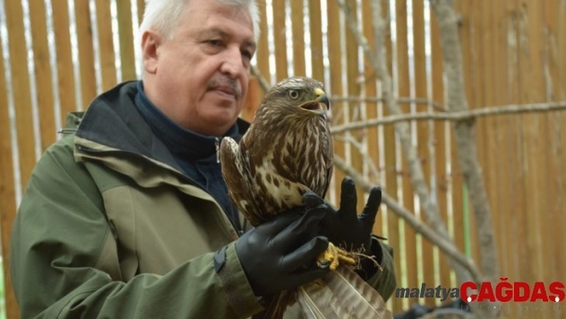 Tedavileri tamamlanan güvercin ve şahin doğaya salındı