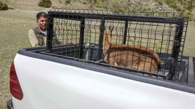 Tedavisi tamamlanan dağ keçisi doğaya bırakıldı