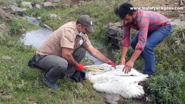 Tedavisi tamamlanan pelikan doğaya bırakıldı
