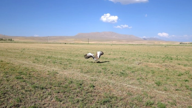 Tedavisi tamamlanan toy kuşu doğaya salındı