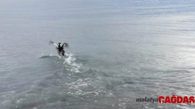 Tedavisi yapılan kuş doğaya salındı