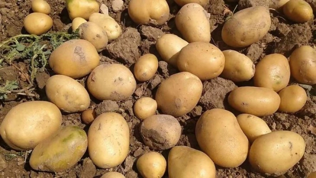 Tek tek elle toplanan patateste hasat başladı