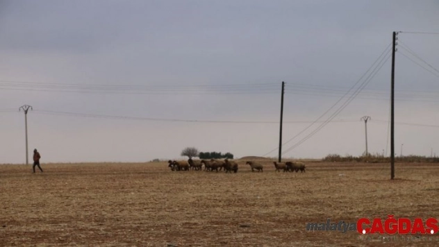 Tel Abyad'da hayvancılık faaliyetleri yeniden başladı