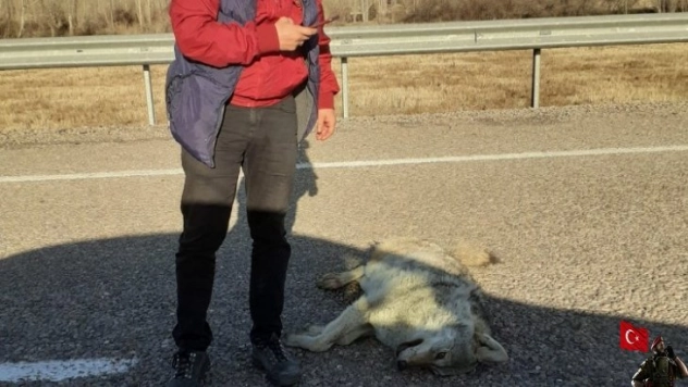 Telef olmuş iki kurt bulundu