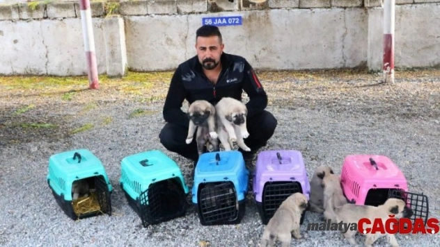 Terörle mücadelede kangal köpekleri görev alacak